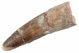 Fossil Spinosaurus Tooth - Feeding Worn Tooth #368124-1